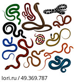 Snake set isolated on white. Snakes elongated, legless, carnivorous reptiles. Lizards, squamates. Vector flat snakes illustration in flat style. Wild danger character. Toxic reptile. Wildlife concept. Snake Set Isolated. Elongated, Legless Reptiles. Стоковая иллюстрация, агентство Ingram Publishing / Фотобанк Лори