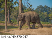 elephants in Chitwan National Park in Nepal. Стоковое фото, агентство Ingram Publishing / Фотобанк Лори