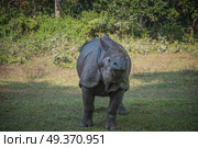 Rhino in Chitwan National Park in Nepal. Стоковое фото, агентство Ingram Publishing / Фотобанк Лори