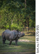 Rhino in Chitwan National Park in Nepal. Стоковое фото, агентство Ingram Publishing / Фотобанк Лори