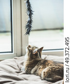Fluffy kitten hunts cat toy at the window. Стоковое фото, агентство Ingram Publishing / Фотобанк Лори