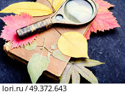 Herbarium of autumn foliage and a magnifying glass. Pressed dried herbarium. Стоковое фото, агентство Ingram Publishing / Фотобанк Лори