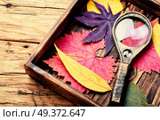 Herbarium of autumn foliage and a magnifying glass. Pressed dried herbarium. Стоковое фото, агентство Ingram Publishing / Фотобанк Лори