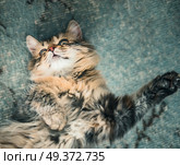 Fluffy cat lies snugly on the back, top view. Стоковое фото, агентство Ingram Publishing / Фотобанк Лори