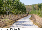 Road between poplar in Fuente Vaqueros, Andalusia, Granada, Spain. Стоковое фото, агентство Ingram Publishing / Фотобанк Лори
