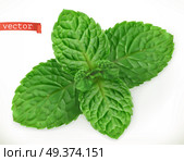 Mint leaves 3d realistic vector icon. Стоковая иллюстрация, агентство Ingram Publishing / Фотобанк Лори