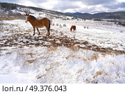 Virgen de la Vega snow village horse in Teruel of Spain. Стоковое фото, агентство Ingram Publishing / Фотобанк Лори