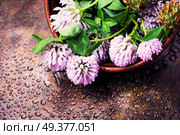 Clover or trefoil flower medicinal herbs.Healing herbs. Healing plant clover. Стоковое фото, агентство Ingram Publishing / Фотобанк Лори