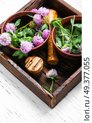 Clover or trefoil flower medicinal herbs.Healing herbs. Wild flower clover. Стоковое фото, агентство Ingram Publishing / Фотобанк Лори