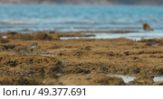 A wild bird hunts on a reef at low tide on the coast of Thailand in sunny weather, waves in the background. Стоковое видео, видеограф Vladimir Drozdin / Фотобанк Лори