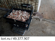 A gray cat steals fish from boxes of freshly caught red mullet standing on scales. Стоковое фото, фотограф Екатерина Лызлова / Фотобанк Лори
