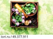 Clover or trefoil flower medicinal herbs.Healing herbs. Wild flower clover. Стоковое фото, агентство Ingram Publishing / Фотобанк Лори