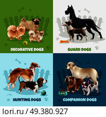Four squares dog breeds design icon set with decorative guard hunting companion dogs descriptions vector illustration. Dog Breeds Design Concept. Стоковая иллюстрация, агентство Ingram Publishing / Фотобанк Лори