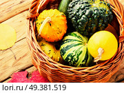 Different varieties of squashes and pumpkins in basket.Autumn harvest.. Pumpkin set in basket. Стоковое фото, агентство Ingram Publishing / Фотобанк Лори
