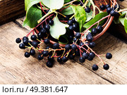 Aronia melanocarpa or black chokeberry with leaves.Herbalist. Chokeberry with leaf. Стоковое фото, агентство Ingram Publishing / Фотобанк Лори