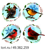 Design concept with winter birds, snowflakes, spruce branch, decorative frames from berries and leaves isolated vector illustration. Winter Birds Design Concept. Стоковая иллюстрация, агентство Ingram Publishing / Фотобанк Лори