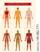 Male body internal organs circulatory nervous and skeletal systems anatomy and physiology flat educative poster vector illustration. Male Body Organ Systems Poster. Стоковая иллюстрация, агентство Ingram Publishing / Фотобанк Лори