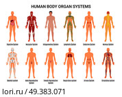 Main 12 human body organ systems flat educative anatomy physiology front back view flashcards poster vector illustration . Human Body Organ Systems Poster. Стоковая иллюстрация, агентство Ingram Publishing / Фотобанк Лори