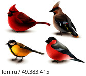 Set of winter birds with red cardinal, titmouse, waxwing and bullfinch, 3d design isolated vector illustration. Winter Birds Set. Стоковая иллюстрация, агентство Ingram Publishing / Фотобанк Лори