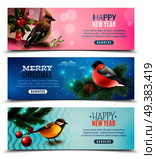 Set of horizontal banners with winter birds, spruce branches, holly, greetings on color backgrounds isolated vector illustration . Winter Birds Horizontal Banners. Стоковая иллюстрация, агентство Ingram Publishing / Фотобанк Лори