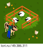 Ordinary farmers life isometric background with cattle and farm animals sheepfold and human character embracing cow vector illustration. Cattle Farming Isometric Composition. Стоковая иллюстрация, агентство Ingram Publishing / Фотобанк Лори