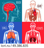 Human internal organs design concept with brain, heart, lungs, kidneys and skeleton structure isolated vector illustration. Human Internal Organs Design Concept. Стоковая иллюстрация, агентство Ingram Publishing / Фотобанк Лори