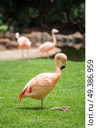 pink flamingos walk on a green glade. Стоковое фото, агентство Ingram Publishing / Фотобанк Лори