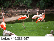 pink flamingos walk on a green glade. Стоковое фото, агентство Ingram Publishing / Фотобанк Лори