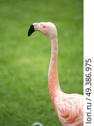 pink flamingos walk on a green glade. Стоковое фото, агентство Ingram Publishing / Фотобанк Лори