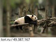 panda sits in the forest and eats bamboo. Стоковое фото, агентство Ingram Publishing / Фотобанк Лори