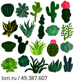 Cacti and succulent plants varieties flat icons collection with aloe crassula echeveria opuntia euphorbia isolated vector illustration . Cacti Succulents Plants Flat Set . Стоковая иллюстрация, агентство Ingram Publishing / Фотобанк Лори