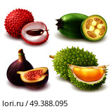Set of realistic exotic fruits including lychee, feijoa, fig and durian isolated 3d vector illustration. Realistic Exotic Fruits Set. Стоковая иллюстрация, агентство Ingram Publishing / Фотобанк Лори