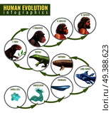 Human evolution infographics with development stages from single cell to homo sapiens on white background vector illustration. Human Evolution Infographics. Стоковая иллюстрация, агентство Ingram Publishing / Фотобанк Лори