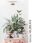 Modern still life with house plants in urn pots and vase on wooden table, front view. Pilea peperomioides , bamboo, begonia  arranged at white wall at home. Стоковое фото, агентство Ingram Publishing / Фотобанк Лори