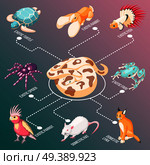 Exotic pets isometric flowchart with fish rabbit turtle parrot lynx rat frog spider cartoon icons vector illustration. Exotic Pets Isometric Flowchart. Стоковая иллюстрация, агентство Ingram Publishing / Фотобанк Лори