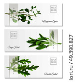 Realistic Herbs Horizontal Banners. Стоковая иллюстрация, агентство Ingram Publishing / Фотобанк Лори