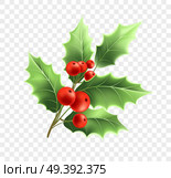 Christmas holly twig realistic illustration. Xmas decorative plant. Holly tree branch with green leaves and red berries. Ilex Aquifolium decoration. Greeting card design element. Isolated vector. Christmas holly twig realistic illustration. Стоковая иллюстрация, агентство Ingram Publishing / Фотобанк Лори