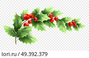 Christmas holly branch realistic illustration. Crescent twig with green leaves and red berries on transparent background. Decorative Xmas holly. Poster design element. Color isolated vector. Christmas holly branch realistic illustration. Стоковая иллюстрация, агентство Ingram Publishing / Фотобанк Лори