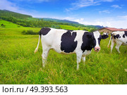 Friesian cows in Asturias meadow of Spain. Стоковое фото, агентство Ingram Publishing / Фотобанк Лори