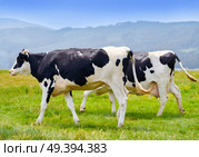 Friesian cown in Galicia of Lugo meadow at Spain. Стоковое фото, агентство Ingram Publishing / Фотобанк Лори