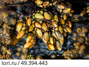 Percebes barnacles seafood in Ribadeo Galicia of Lugo Spain. Стоковое фото, агентство Ingram Publishing / Фотобанк Лори