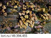 Percebes barnacles seafood in Ribadeo Galicia of Lugo Spain. Стоковое фото, агентство Ingram Publishing / Фотобанк Лори