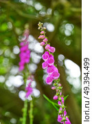 Dedalera flower Digitalis purpurea pink from Asturias in Spain. Стоковое фото, агентство Ingram Publishing / Фотобанк Лори