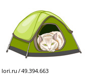 White domestic sleeping cat in the green tent. Hand drawn vector illustration. Стоковая иллюстрация, агентство Ingram Publishing / Фотобанк Лори