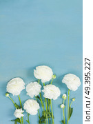 White ranunculus fresh flowers, copy space on blue wooden background flat lay scene. white ranunculus flowers. Стоковое фото, агентство Ingram Publishing / Фотобанк Лори