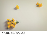 Dandelions flowers flat lay frame on white with copy space, retro toned. Dandelions flat lay scene. Стоковое фото, агентство Ingram Publishing / Фотобанк Лори