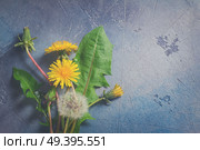 Fresh dandelions flowers, buds and leaves on gray background with copy space, retro toned. Fresh dandelions on gray background. Стоковое фото, агентство Ingram Publishing / Фотобанк Лори