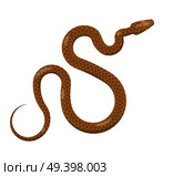 Curved slither python top view icon. Creeping glossy brown tropical snake with yellow eves vector isolated on white background. Crawling poisonous reptile illustration for wild nature concepts, zoo ad. Стоковая иллюстрация, агентство Ingram Publishing / Фотобанк Лори