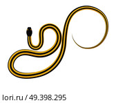 Curved slither ribbon or garter snake top view icon. Creeping yellow with black stripes snake flat vector isolated on white. Crawling nonpoisonous reptile illustration for wild nature concepts, zoo ad. Стоковая иллюстрация, агентство Ingram Publishing / Фотобанк Лори