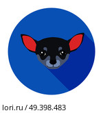 Small muzzle of chihuahua dog cartoon drawing flat and shadow theme. Vector illustration of smallest breed of dogs, named after Mexican state. Color graphic icon isolated on blue circle background.. Small Muzzle of Chihuahua Dog Cartoon Drawing. Стоковая иллюстрация, агентство Ingram Publishing / Фотобанк Лори